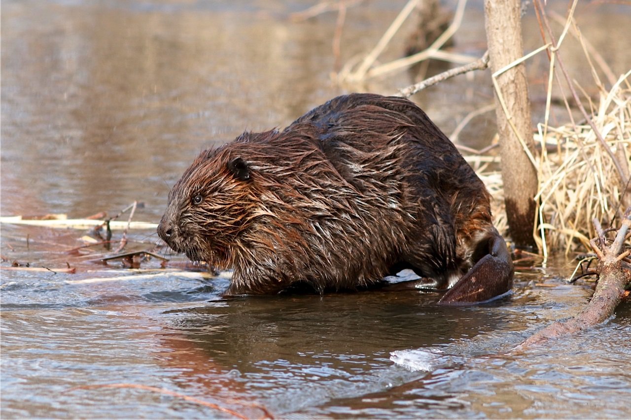 7 Tips to Hunt Beavers Like a Pro