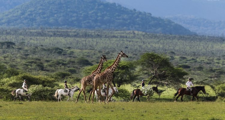 Are Giraffes Related to Horses? – What are the Differences