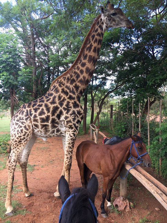 Connections and Similarities between the Giraffes and Horses