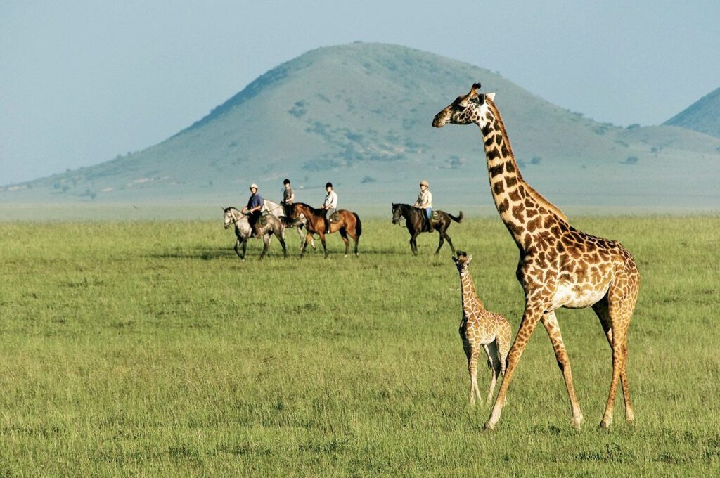 Are Giraffes Related to Horses