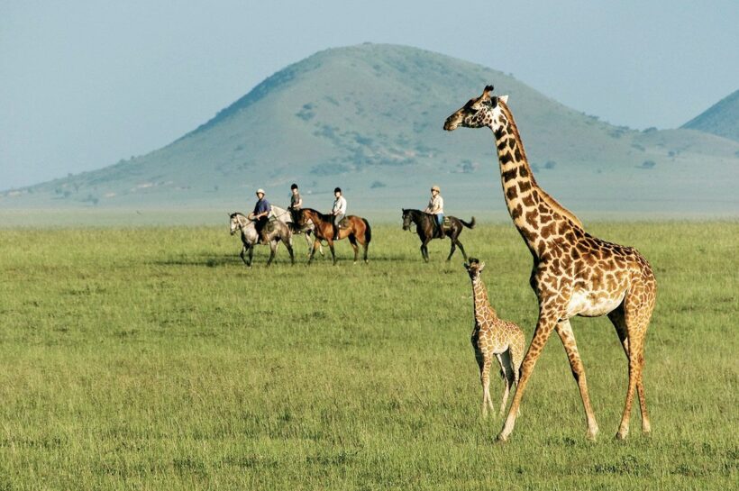 Are Giraffes Related to Horses Striking Differences and Surprising