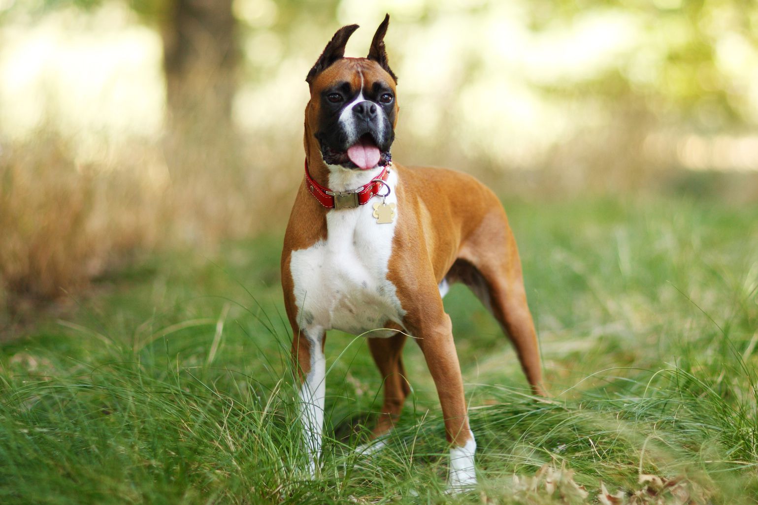 Boxer Dogs: Weighing the Pros and Cons