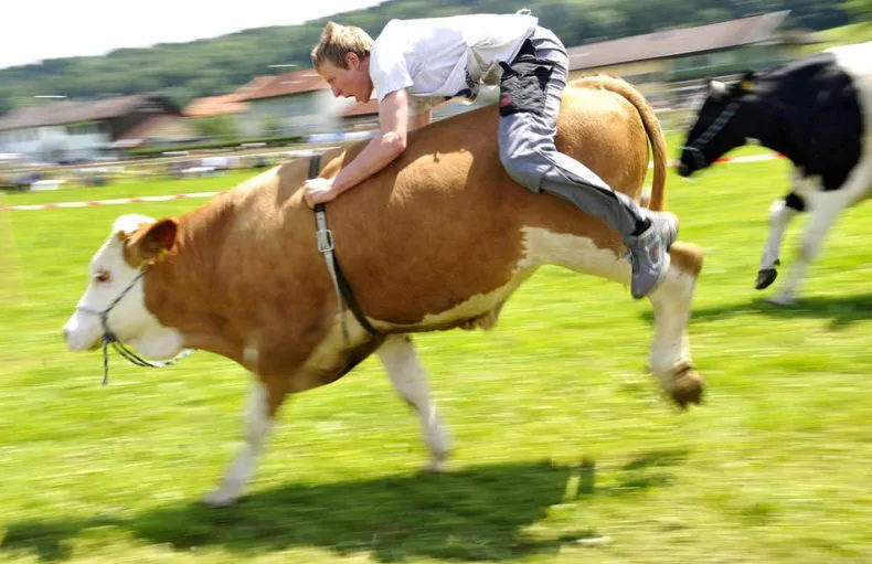 Do Cows Like To Be Ridden