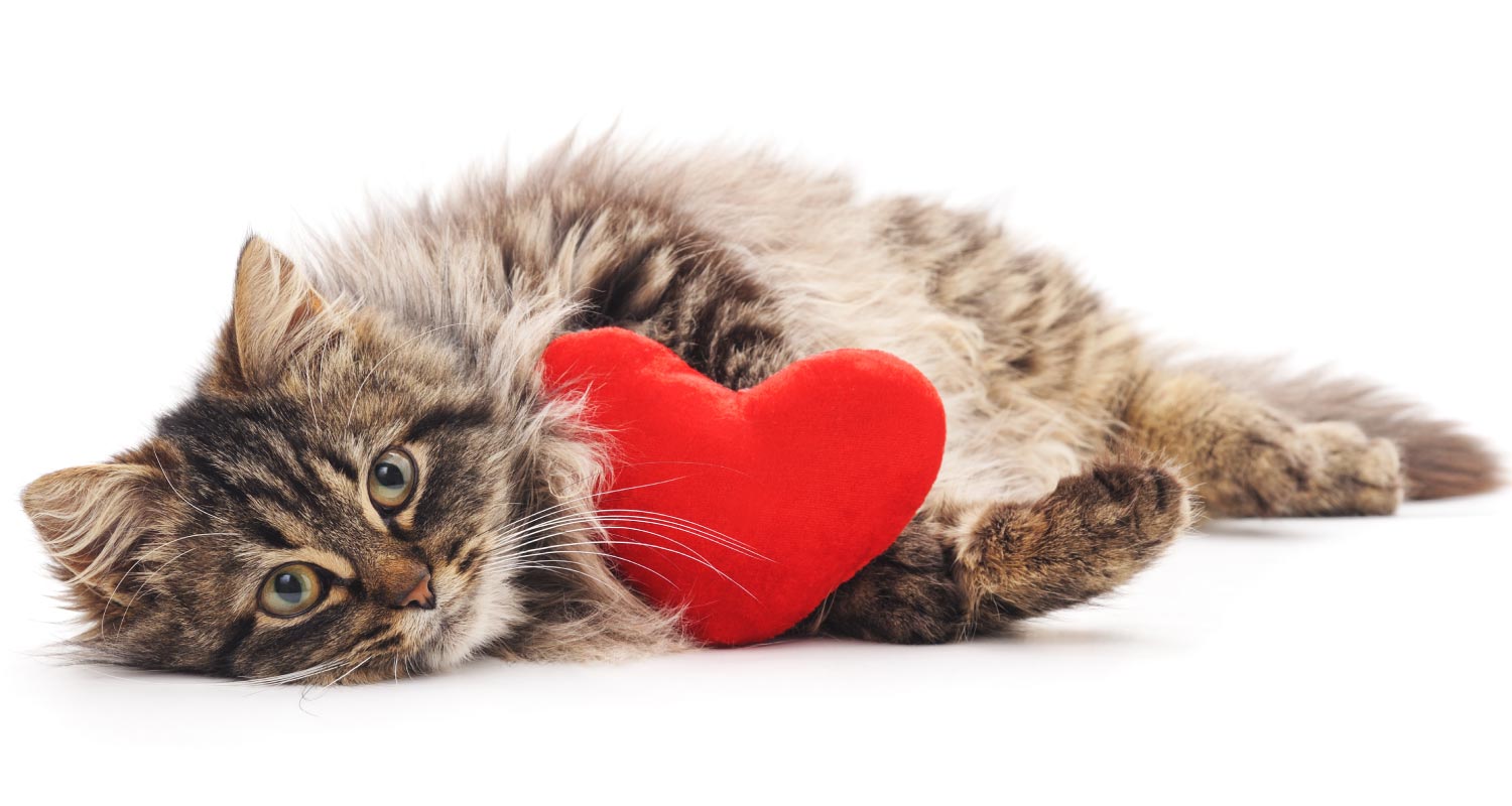 How Big Is a Cat's Heart