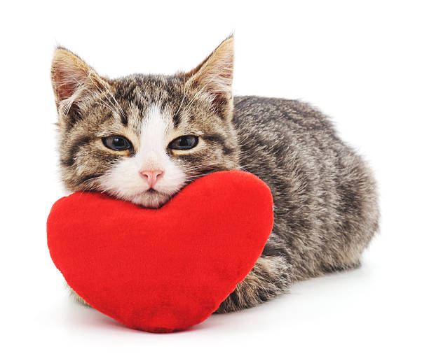 What Is The Average Cat Heart Size