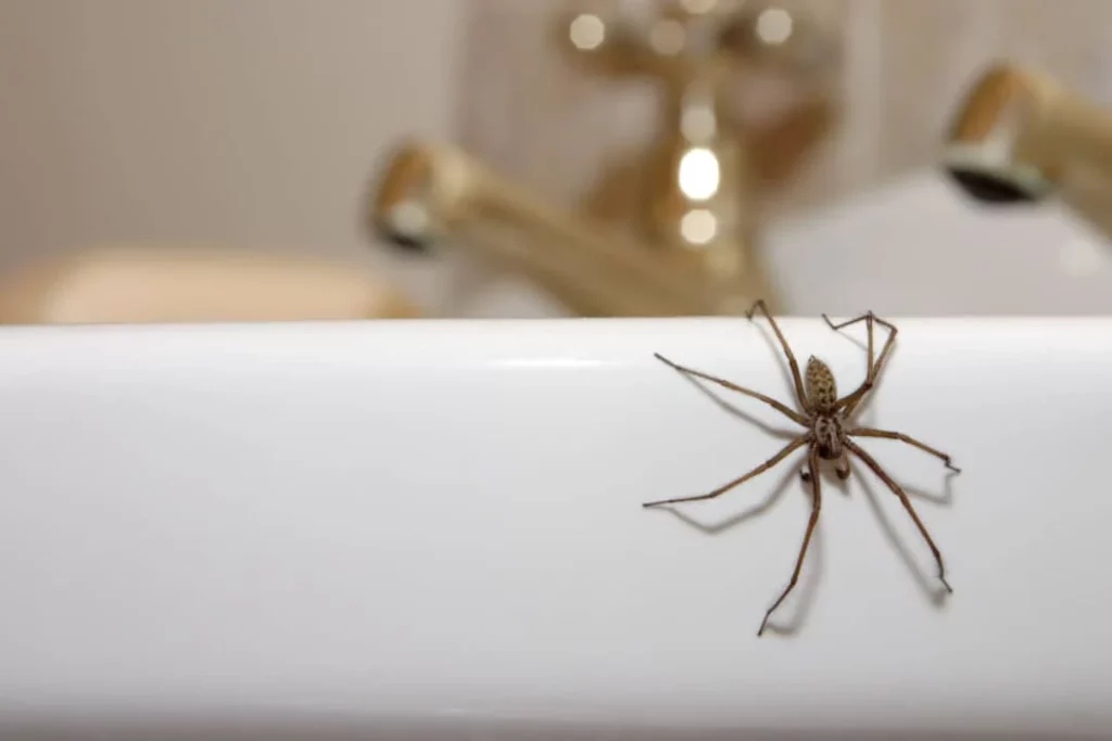How Do Spiders Get in The Bath
