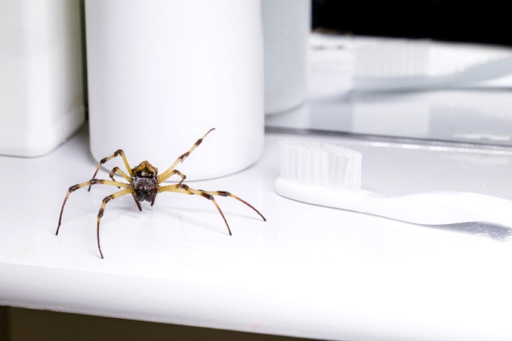 A terrible experience with the spider in the bath – A practical experience