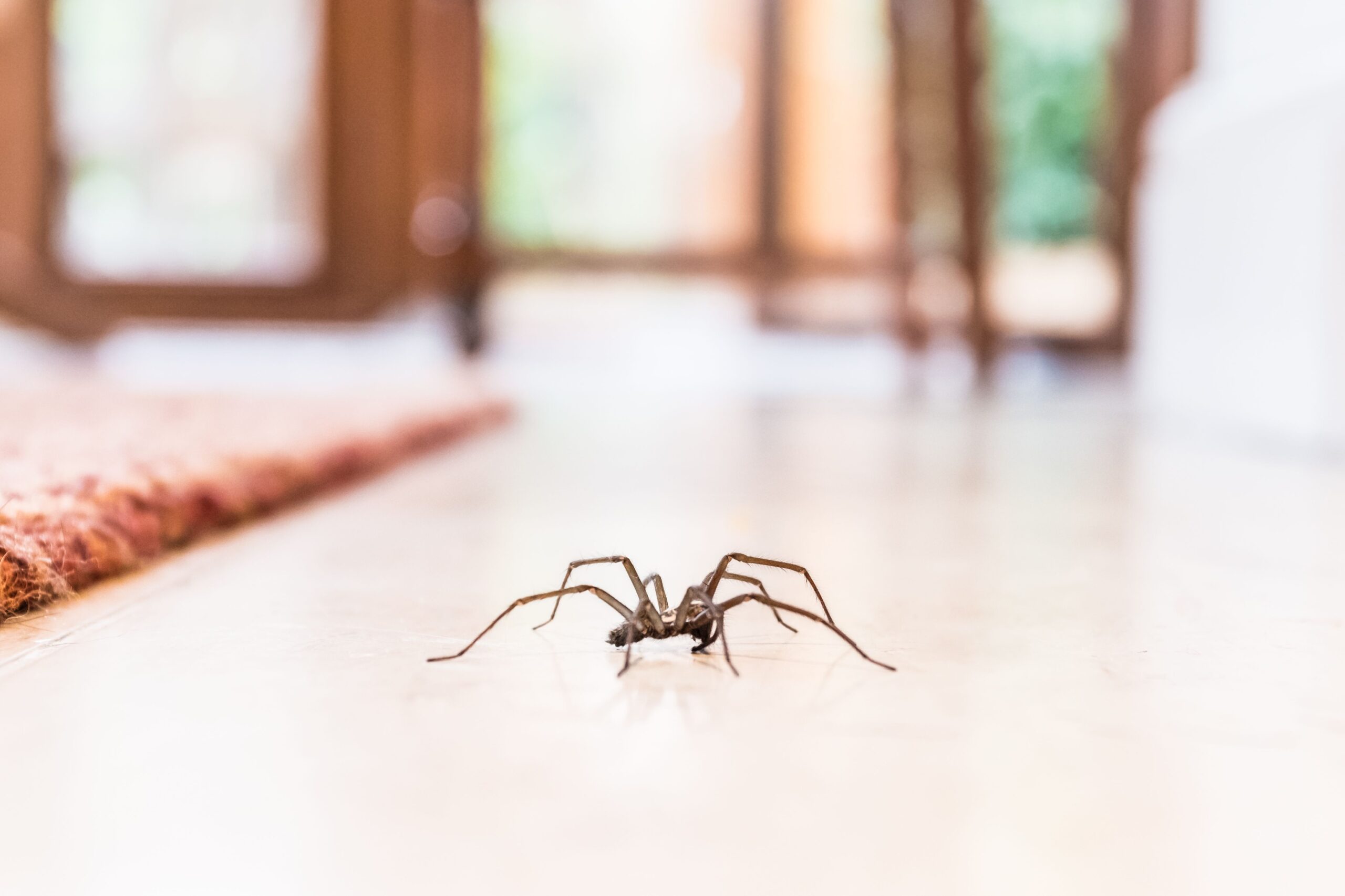 How Long Will a Spider Stay in Your Room