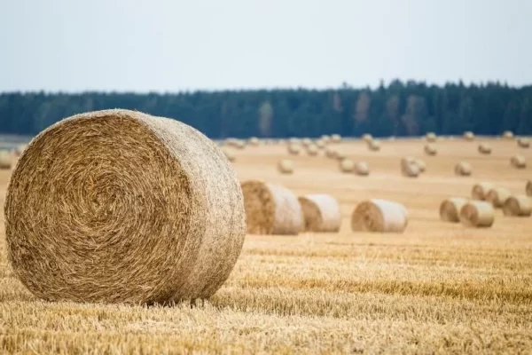 How Many Bales of Hay per Acre
