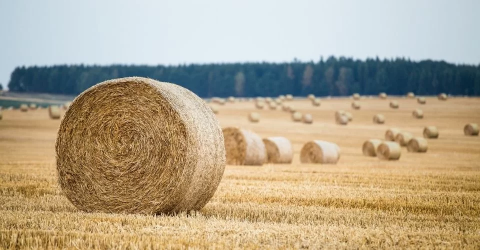 How Many Bales Of Hay Per Acre Optimizing Yield And Harvest The 