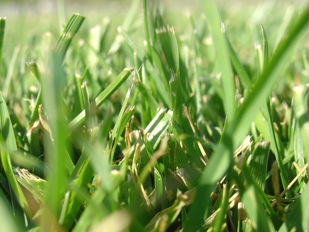 Implications and Significance of Counting the Blades Of Grass