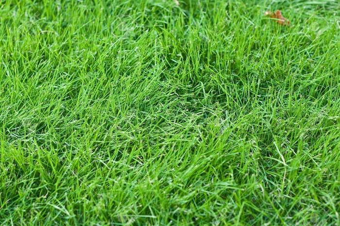 What are The Challenges of Determining Grass Blade Count