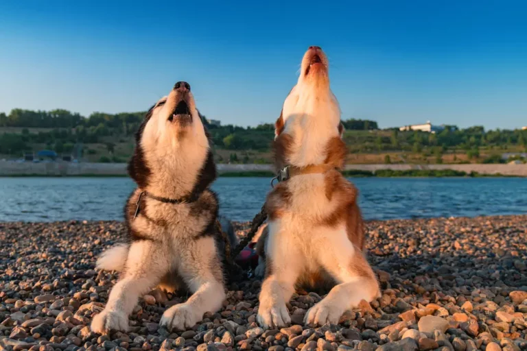 Is It Cruel to Make Your Dog Howl