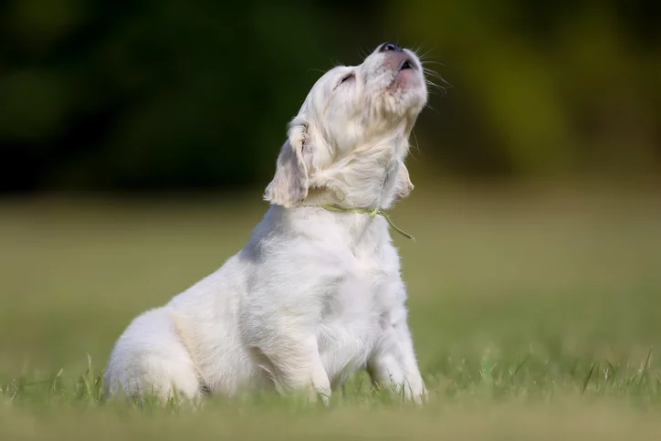 Why is your dog howling? ( understanding the reason)