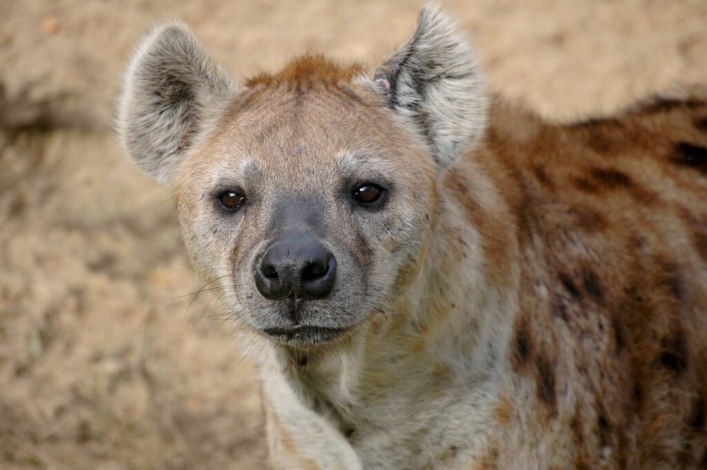 Hyenas