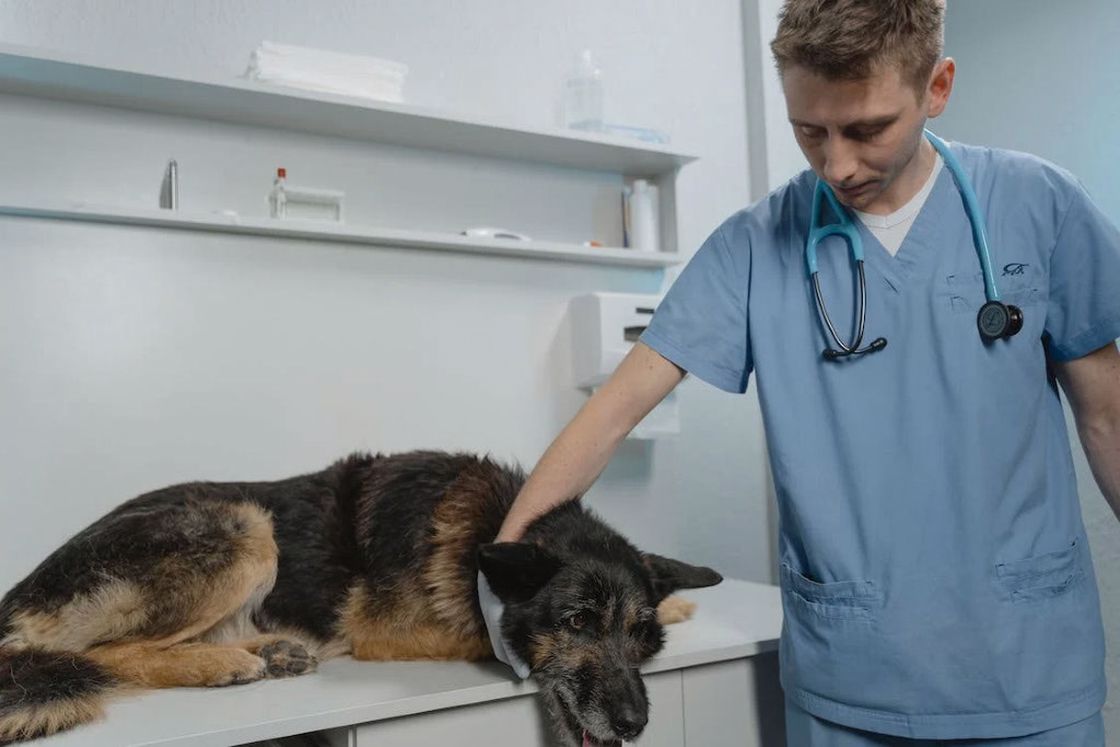 What Do Vets Do With Dead Dogs
