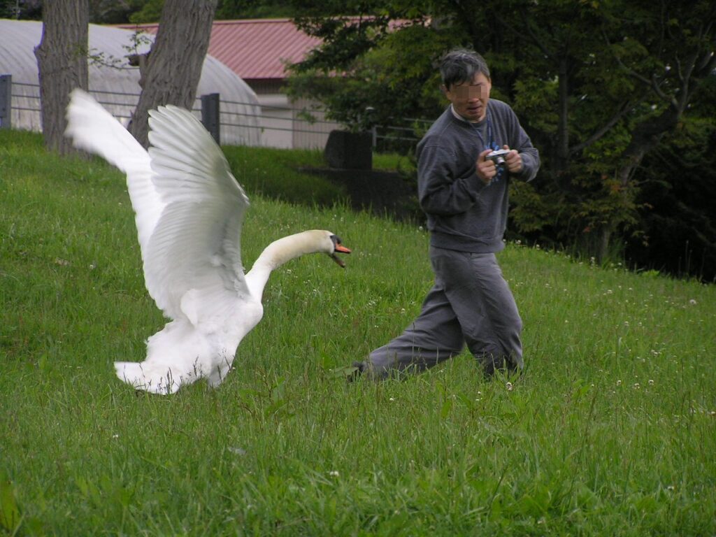 What to Do If A Swan Attacks You? – Some Tricks and Tips to Follow to Protect Yourself from Swan Attack