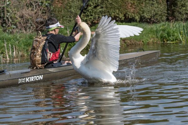 What to Do If A Swan Attacks You