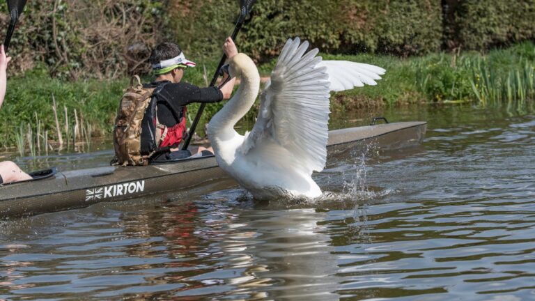 What to Do If A Swan Attacks You