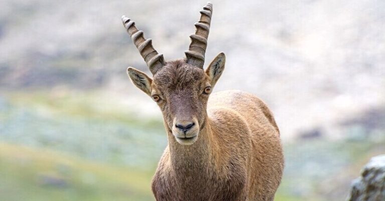When the Scapegoat Becomes Successful Thrives: Exploring Success Stories Amidst Adversity