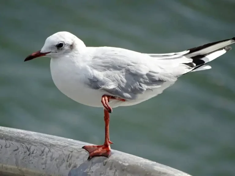 Unraveling the Mystery: Why Do Seagulls Stand On One Leg