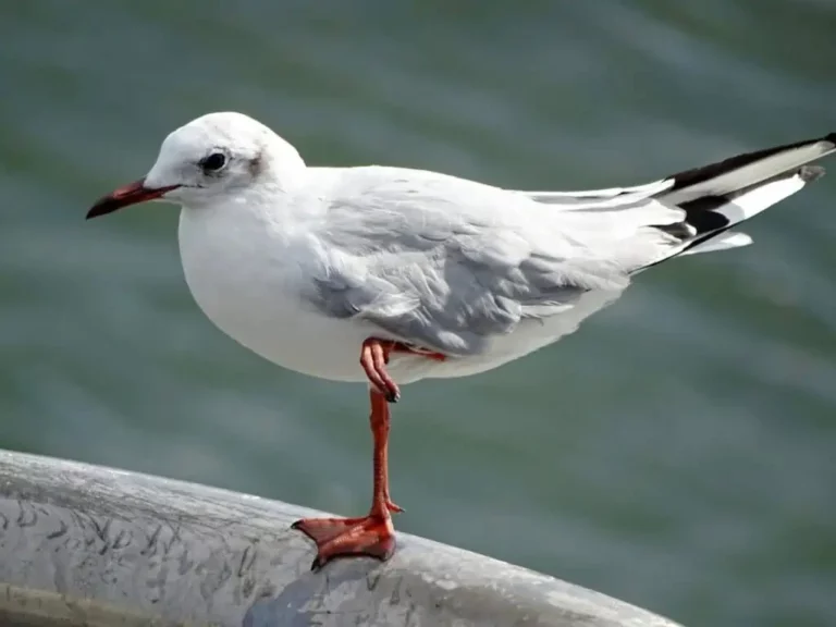 Why Do Seagulls Stand On One Leg