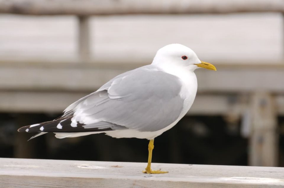 What makes a seagull lose one foot