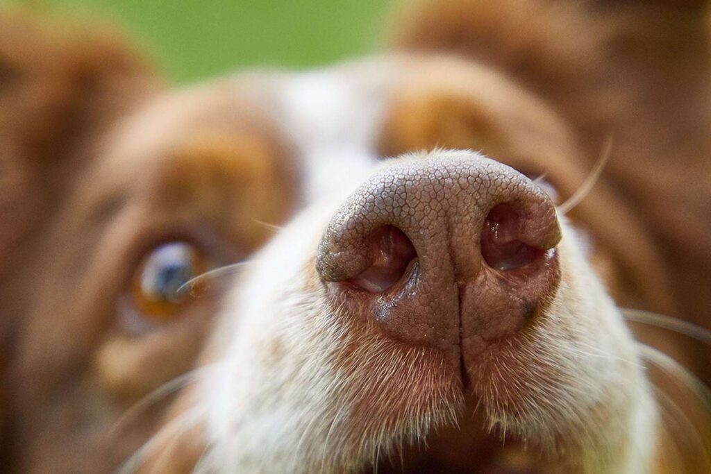 What to do about your dog sniffing your face
