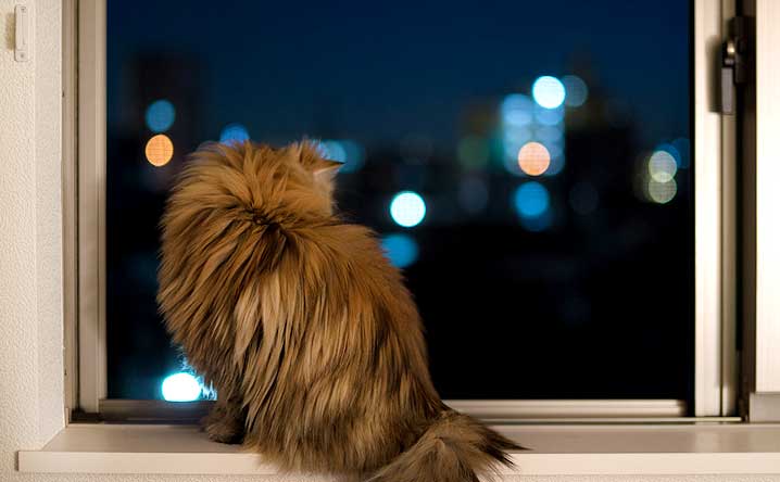Where cats venture off to during the night?