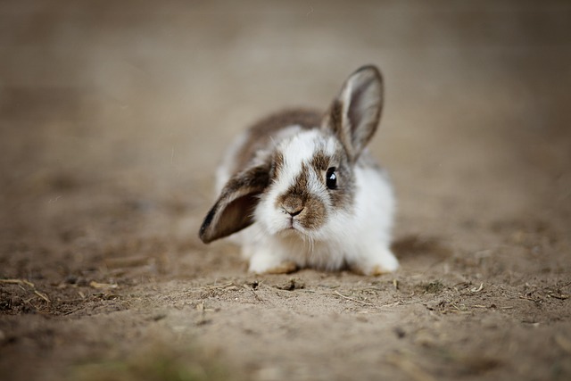 The fast does a healthy rabbit breathe