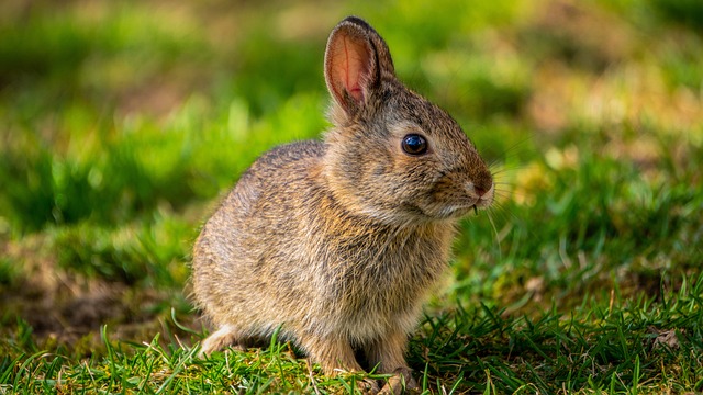 When to seek medical attention for your rabbit