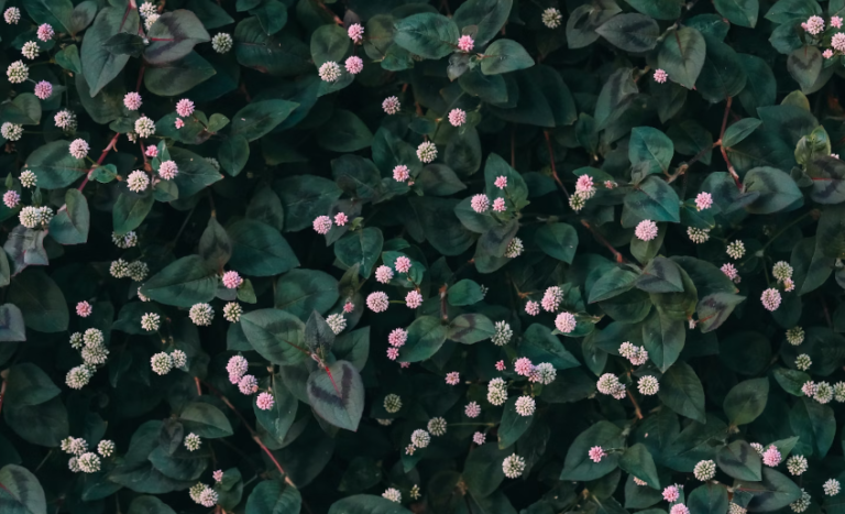 6 Tips to Preventing Knotweed Regrowth on Your Property