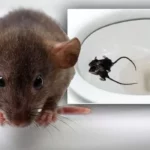 Dealing with a Rat in the Toilet Bowl