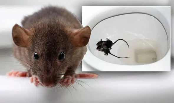 Dealing with a Rat in the Toilet Bowl