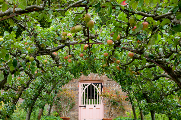From Tradition to Modern Gardens: The Evolution of Espalier Fruit Trees