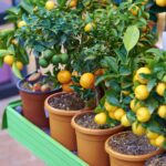 Top 10 Fruit Trees for Small Gardens