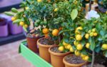 Top 10 Fruit Trees for Small Gardens