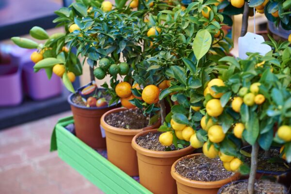 Top 10 Fruit Trees for Small Gardens