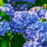 7 Hydrangea Mistakes That Ruin Blooms