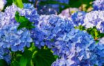 7 Hydrangea Mistakes That Ruin Blooms