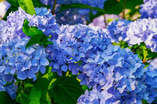 7 Hydrangea Mistakes That Ruin Blooms