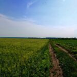 Due diligence when buying land in Ukraine