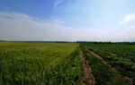 Due diligence when buying land in Ukraine